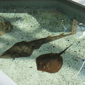 Stingray Bay - Shovelnose Guitarfish and Others