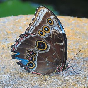 Butterfly Garden - Blue Morpho