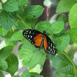 Butterfly Garden - Golden Helicon
