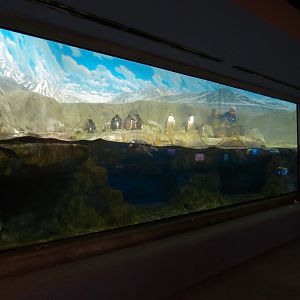Penguins' Rock - Gentoo and Macaroni Penguin Exhibit