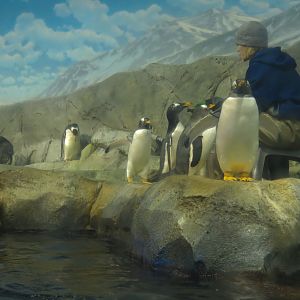Penguins' Rock - Gentoo and Macaroni Penguin Exhibit