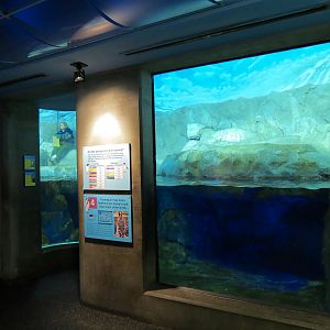 Penguins' Rock - Gentoo and Macaroni Penguin Exhibit