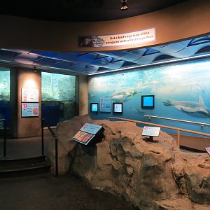 Penguins' Rock - Gentoo and Macaroni Penguin Exhibit