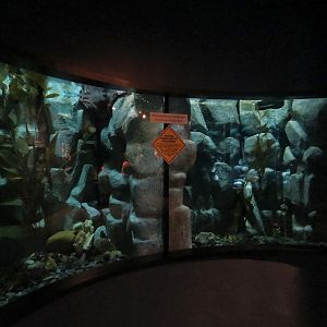 Boneless Beauties - 2 Giant Pacific Octopus and Others Exhibits