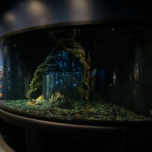 Boneless Beauties - Giant Spider Crab and Others Exhibit