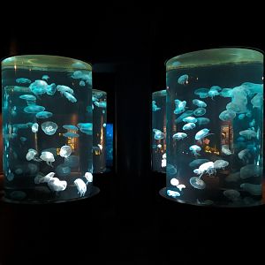 Boneless Beauties - 4 Moon Jelly Exhibits