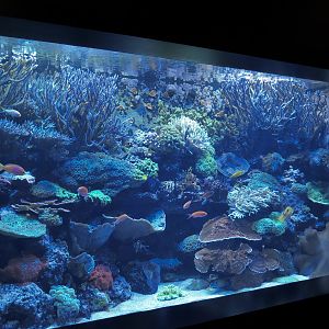 Boneless Beauties - Corals and Others Exhibit