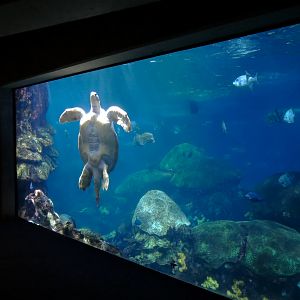 Secret Reef - Green Turtle