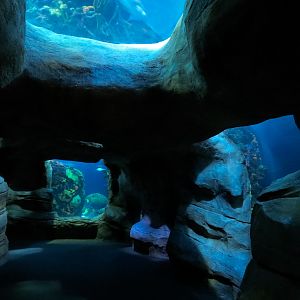 Secret Reef - Undersea Cavern