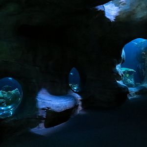 Secret Reef - Undersea Cavern