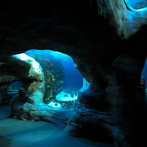 Secret Reef - Undersea Cavern