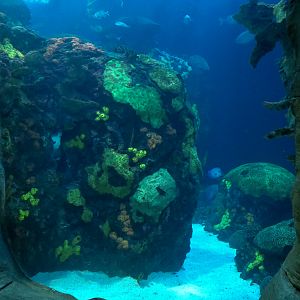 Secret Reef - Undersea Cavern