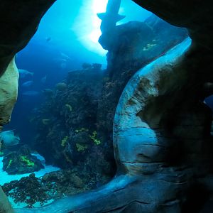 Secret Reef - Undersea Cavern