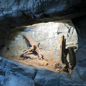 Appalachian Cove Forest - Black Rat Snake Exhibit