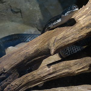 Appalachian Cove Forest - Black Rat Snake Exhibit