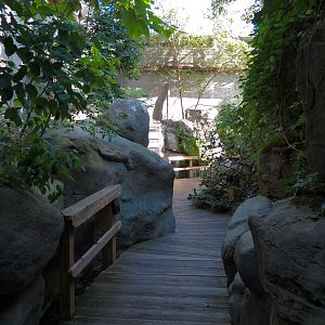 Appalachian Cove Forest - Walkway