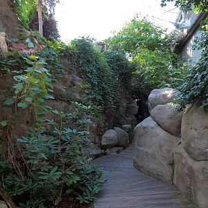 Appalachian Cove Forest - Walkway