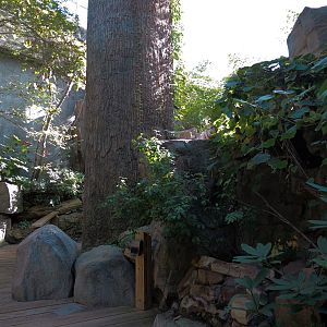 Appalachian Cove Forest - Bird Free-flight Atrium