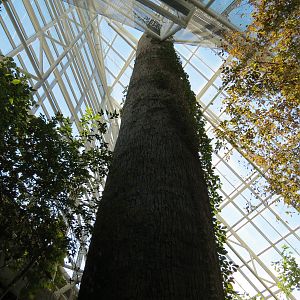 Appalachian Cove Forest - Bird Free-flight Atrium