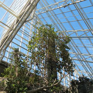 Appalachian Cove Forest - Bird Free-flight Atrium