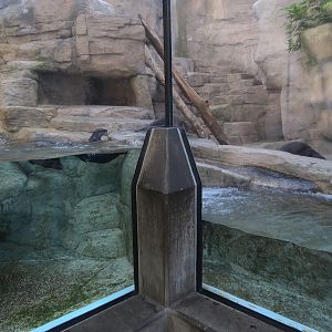 Appalachian Cove Forest - North American River Otter Exhibit