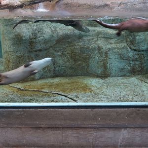 Appalachian Cove Forest - North American River Otter Exhibit