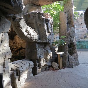 Appalachian Cove Forest - Walkway