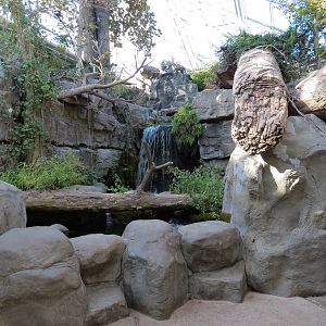 Appalachian Cove Forest - Trout Exhibit