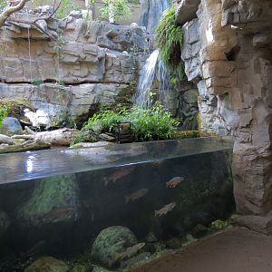 Appalachian Cove Forest - Trout Exhibit