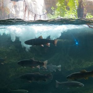 Appalachian Cove Forest - Brown and Rainbow Trout Exhibit