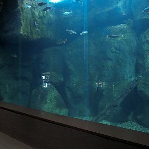 Appalachian Cove Forest - Brown and Rainbow Trout Exhibit