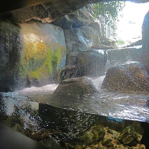 Appalachian Cove Forest - Trout Exhibit