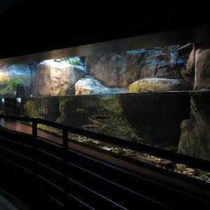 Appalachian Cove Forest - Trout Exhibit