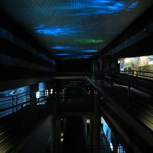 Canyon (central visitor lobby) - Top Floors