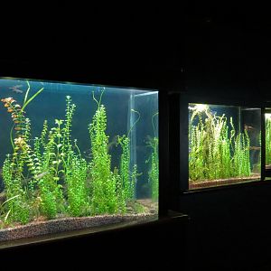 Discovery Hall - 3 Sunfish Diversity Exhibits