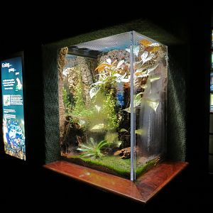 Discovery Hall - Dart Frogs Exhibit