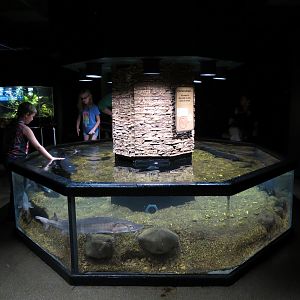 Discovery Hall - Sturgeon Encounter - Lake Sturgeon Touch Tank
