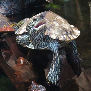 Mississippi Delta Country - Turtle Exhibit - Barbour's Map Turtle