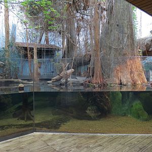 Mississippi Delta Country - Alligator Bank Exhibit