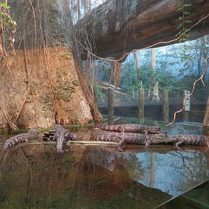 Mississippi Delta Country - Alligator Bank Exhibit - American Alligator