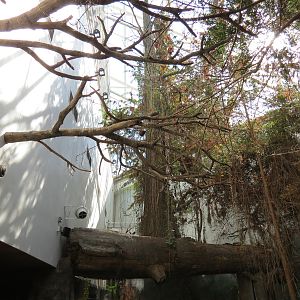 Mississippi Delta Country - Bird Free-flight Atrium