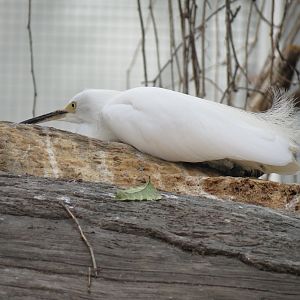 Mississippi Delta Country - Bird Free-flight Atrium - Snowy Egret