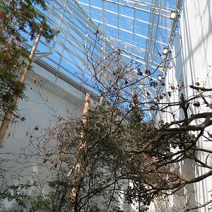 Mississippi Delta Country - Bird Free-flight Atrium