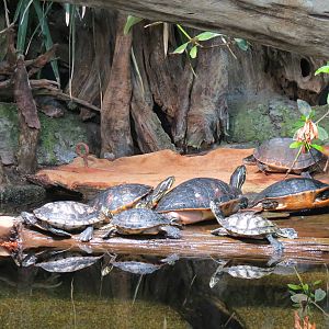 Mississippi Delta Country - Delta Swamp Exhibit