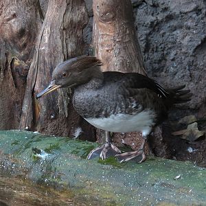 Mississippi Delta Country - Delta Swamp Exhibit - Hooded Merganser