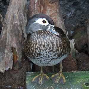 Mississippi Delta Country - Delta Swamp Exhibit - Wood Duck