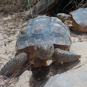 Mississippi Delta Country - Gopher Tortoise and Snakes Exhibit