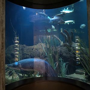 River Giants Exhibit - Arapaima and Others