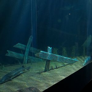 River Giants Exhibit