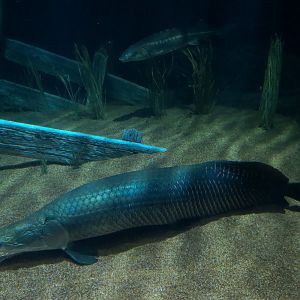 River Giants Exhibit - Arapaima and Others